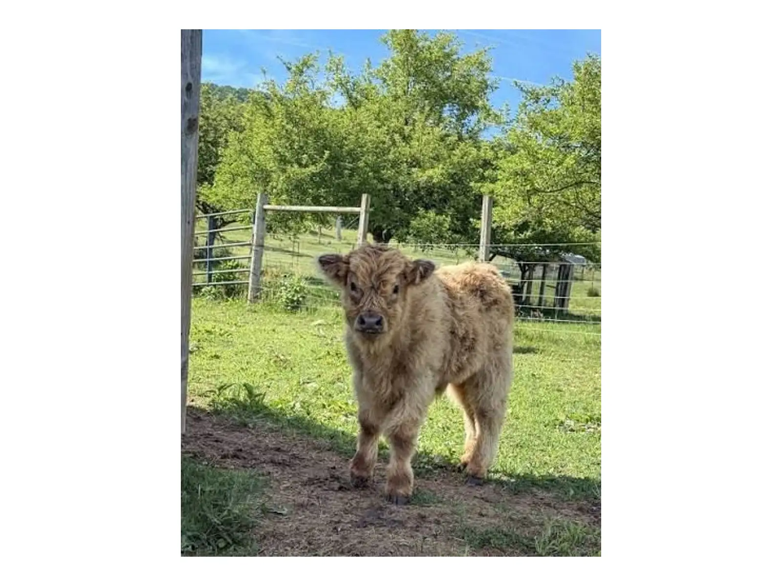 Aila - Rare Silver Micro Miniature Scottish Highland Heifer standing on Australian pasture